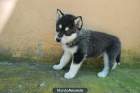 Fantasticos cachorritos Husky Siberiano con pedigree de raza - mejor precio | unprecio.es