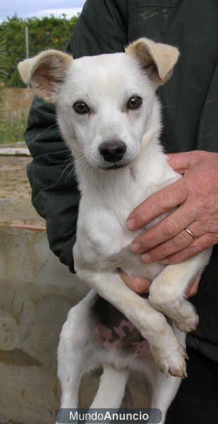 PERRO PEQUEÑO EN ADOPCION