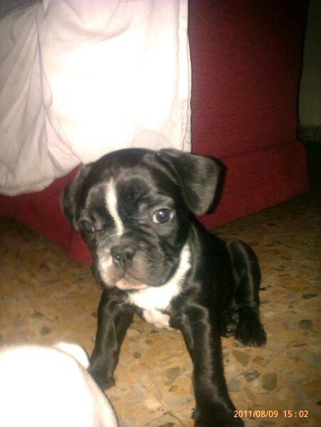 vendo bulldog frances macho por 250e