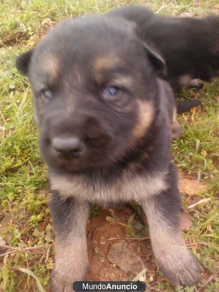 vendo cachorros pastor aleman