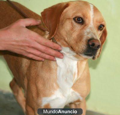 WANI,PRECIOSA CACHORRA BUSCA FAMILIA