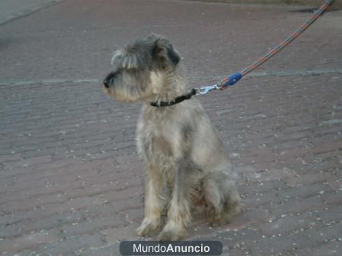 ---ATHOS---4 años---SCHNAUZER SAL Y PIMIENTA