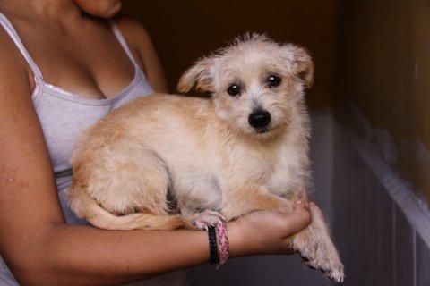 Brandon, cachorrito pequeño 5 meses busca un hogar