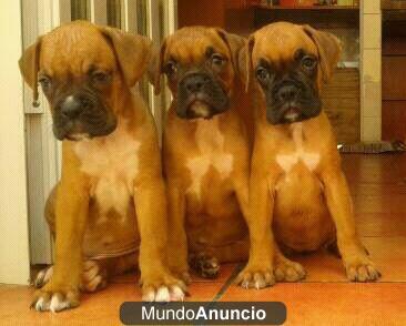 cachorro boxer