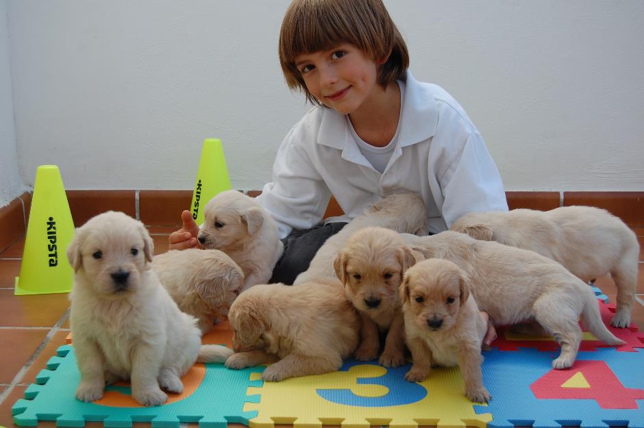 Cachorros golden retriever