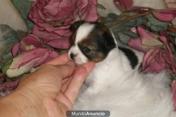 Camada de Chihuahua cachorros entrenados