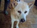 Cono,cruce de husky en adopcion