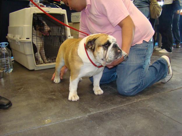 EXCELENTE BULLDOG INGLES DISPONIBLE COMO SEMENTAL.