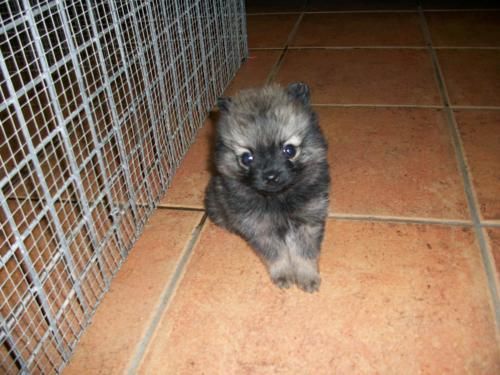 precioso machito de spitz enano(pomerania)