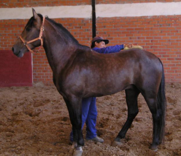 SE VENDEN CABALLOS POR 600 €!!!  CON GARANTIA!!!