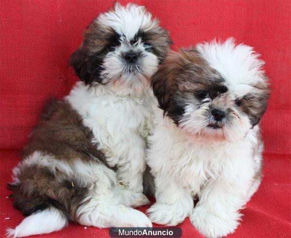 Shih-tzu pequeños cachorros en venta