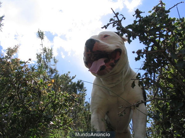 busco hembra de american stanford para montas