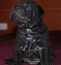 cachorrita shar pei negra