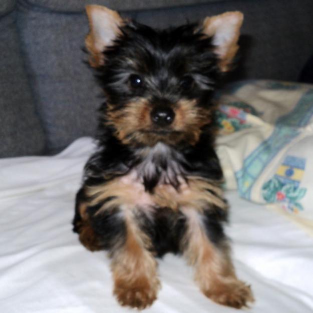 Cachorrita Yorkshire Terrier