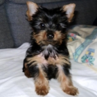 Cachorrita Yorkshire Terrier - mejor precio | unprecio.es