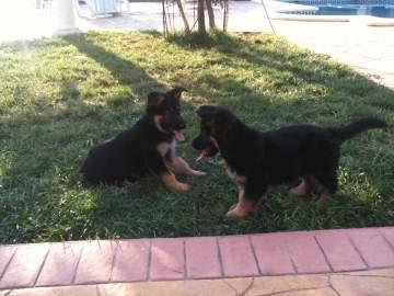 Cachorros de Pastor Aleman