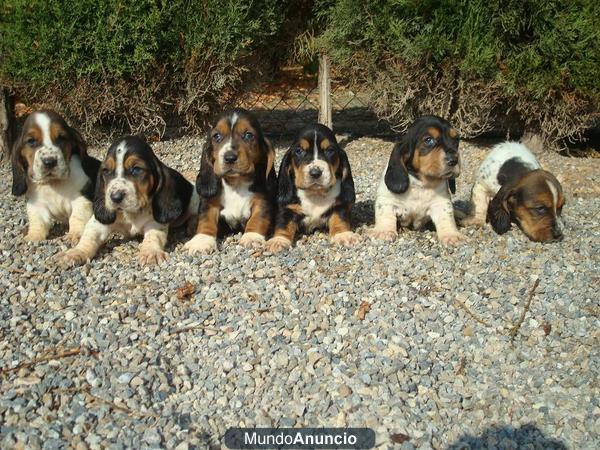 Espectaculares cachorros de BASSET HOUND