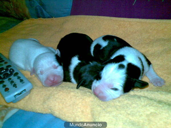 exelente camada de   pit-bull blancos y negros.