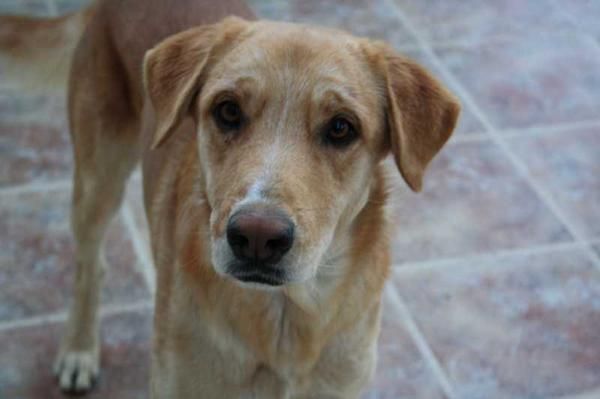 MESTIZO DE LABRADOR RETRIEVER