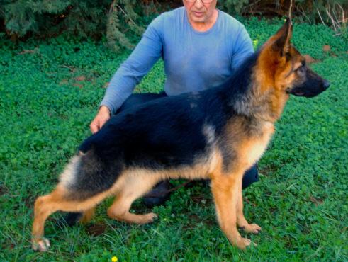 Pastor aleman cachorro seis meses espectacular Málaga