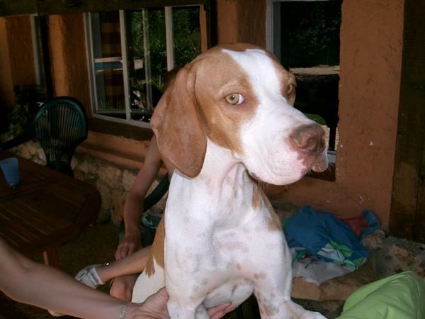 pointer adopcion