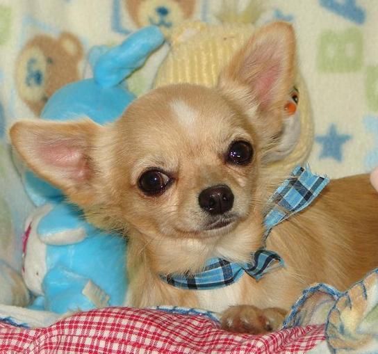 Precioso cachorrito Chihuahua