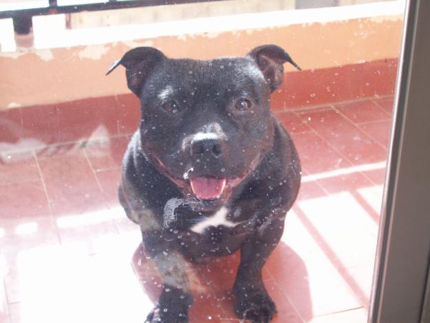 Staffordshire bull terrier magnifico para monta