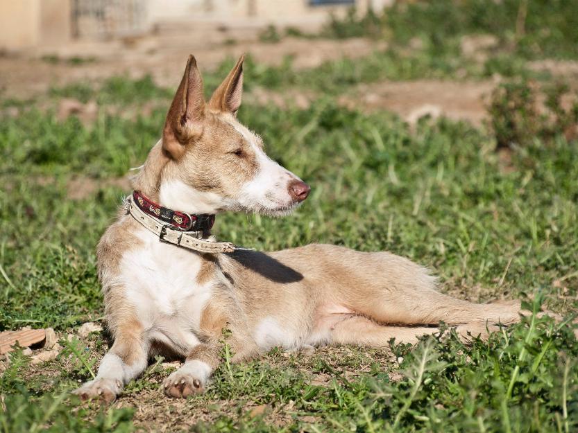 Piña, preciosa podenca en adopción