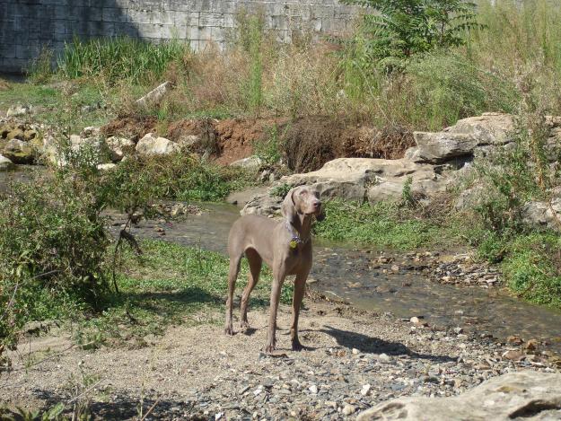 braco de weimaraner