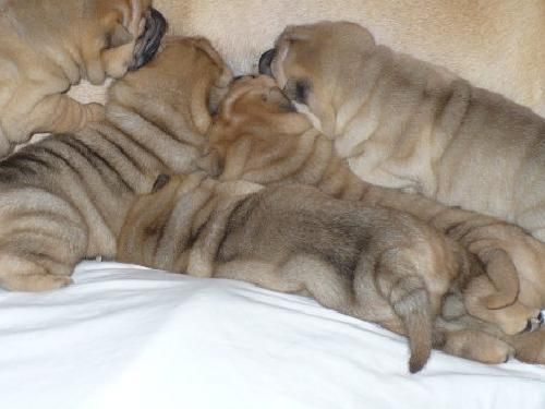 Cachorro shar pei americano