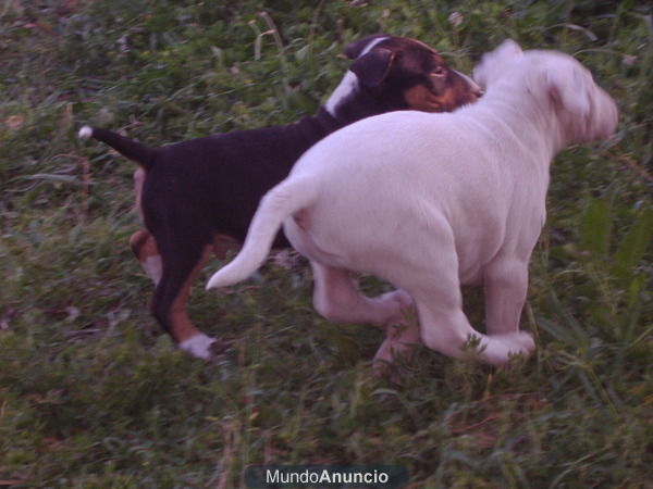 Cachorros listos para entregar de Bull Terrier