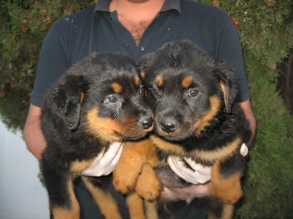 Cachorros Rottweiller 290 euros