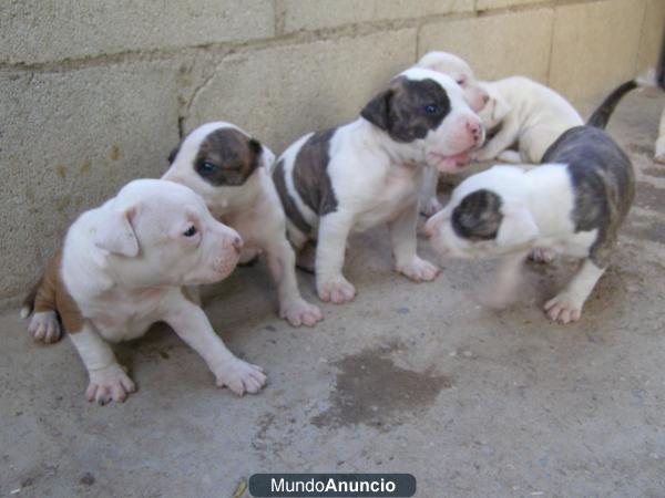 Camada american staffordshire terrier