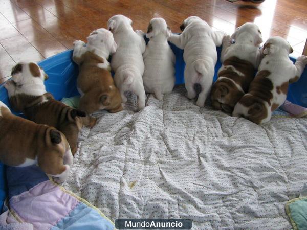 Camada cachorros de bulldog ingles