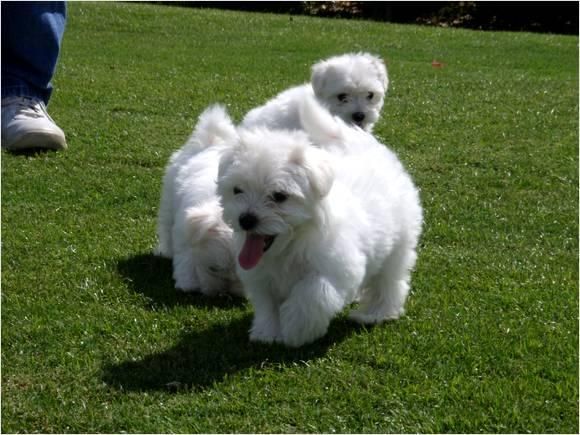 excelente camada de Maltese cachorro