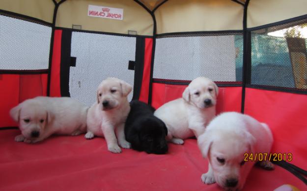 Labradores cachorros negros y dorados magnificos !