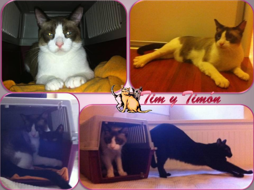 Timón (gato especial) y Tim su amigo, juntos en adopción