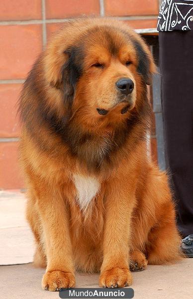 Mastín Tibetano cachorros de león cabeza a la venta ya está listo para ir a casa.