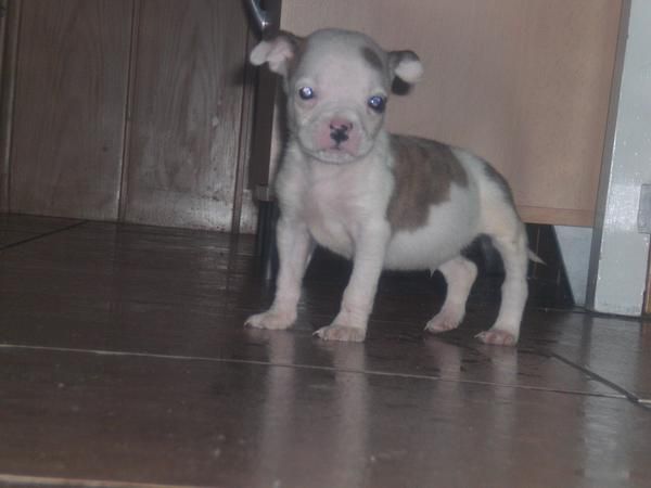 American Sttanford cachorro macho