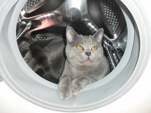 busco gata british shorthair blue para monta