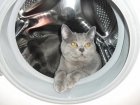 busco gata british shorthair blue para monta - mejor precio | unprecio.es