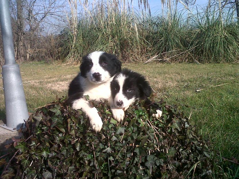 cachorros de border collie