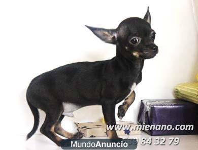 CHIHUAHUAS TOY  DE CALIDAD,  COMPRA SEGURO, CONFIA EN NUESTRO AFIJO CAMBANUS