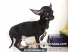 CHIHUAHUAS TOY DE CALIDAD, COMPRA SEGURO, CONFIA EN NUESTRO AFIJO CAMBANUS - mejor precio | unprecio.es