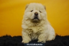 chow chow --- criados aqui, en nuestro criadero www.doogs.es - mejor precio | unprecio.es