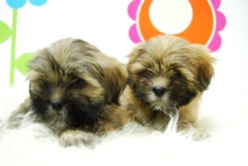 Lhasa Apso Camadita Increobles Cachorros con 2 meses