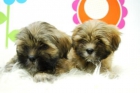 Lhasa Apso Camadita Increobles Cachorros con 2 meses - mejor precio | unprecio.es