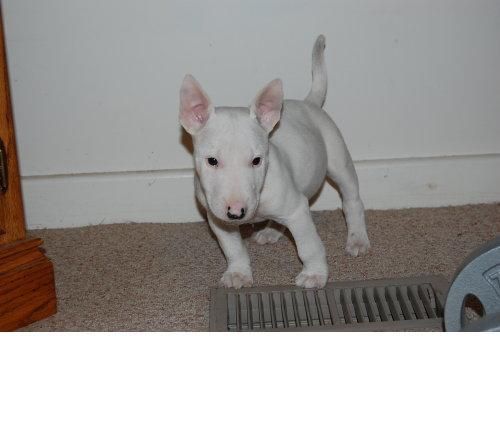 super gran empresa que siempre tendrá si usted la bienvenida a esta bull terrier como mascota nueva familia