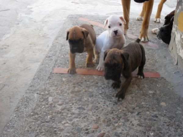 ultimos cachorros de la camada