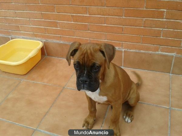 VENDO BOXER CON 3 MESES